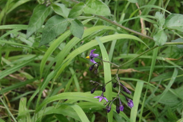 photo of Bittersweet