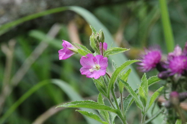 photo of Great Willowherb