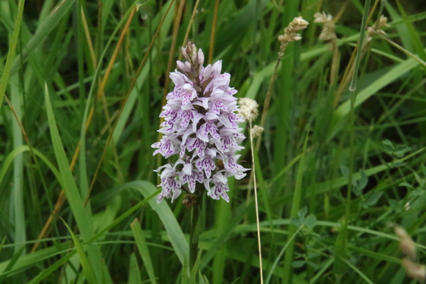 photo of Common Spotted Orchid