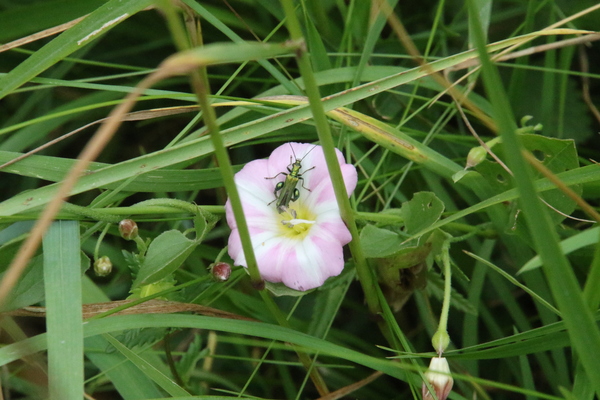 photo of Field Bindweed
