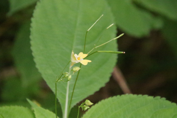 photo of Small Balsam