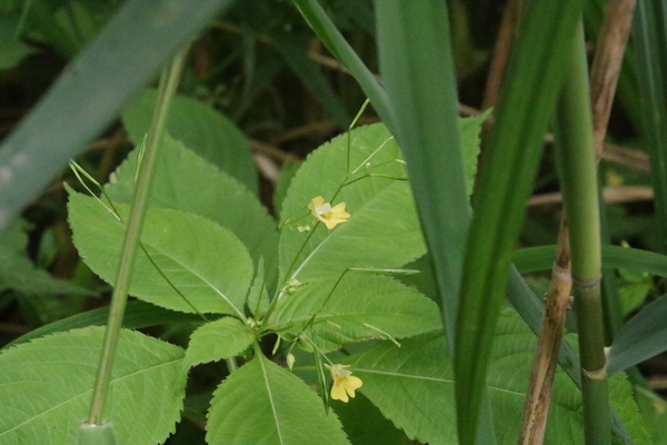 photo of Small Balsam