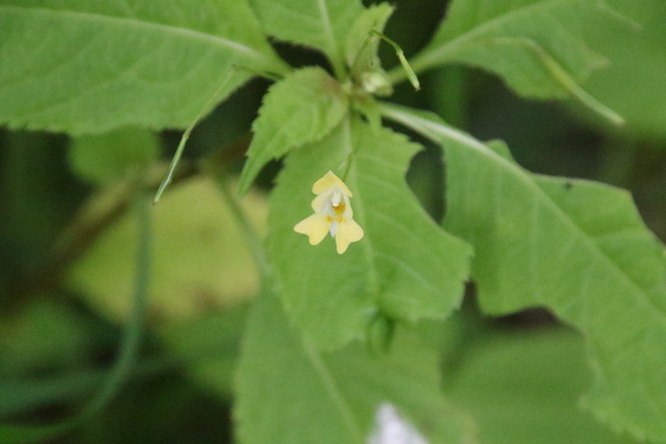 photo of Small Balsam