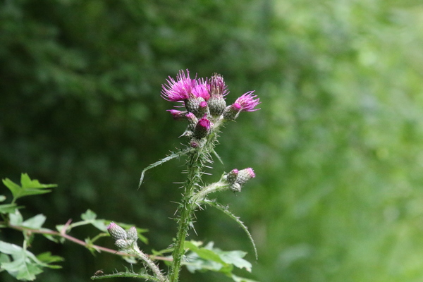 photo of Marsh Thistle