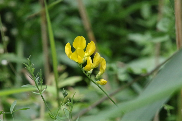 photo of Meadow Vetchling