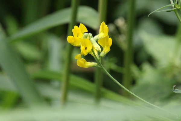 photo of Meadow Vetchling