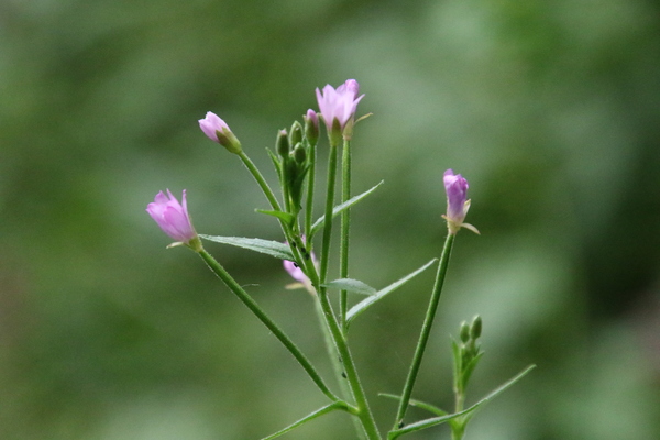 photo of Hoary Willowherb