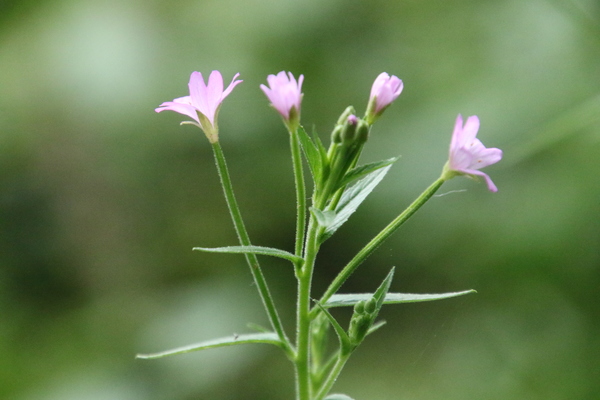 photo of Hoary Willowherb