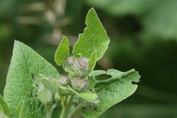 photo of Lesser Burdock