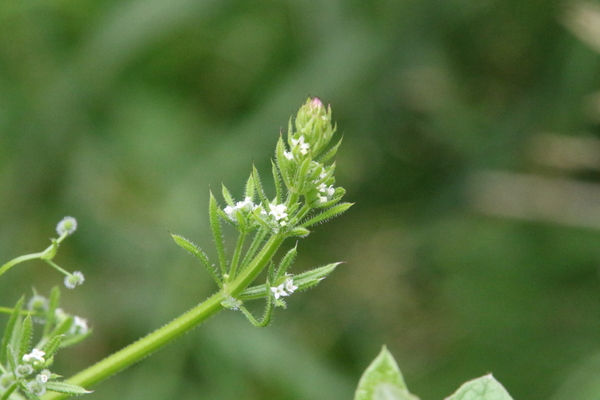photo of Cleavers
