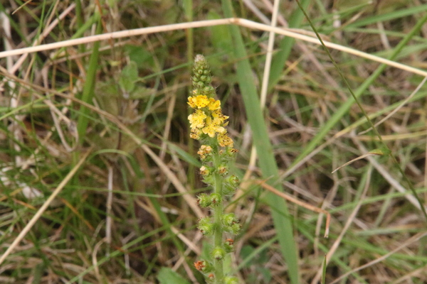 photo of Agrimony