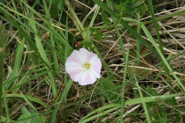 photo of Field Bindweed