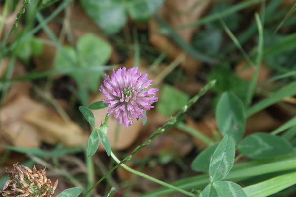 photo of Red Clover