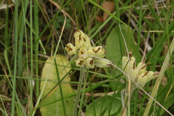 photo of Cowslip