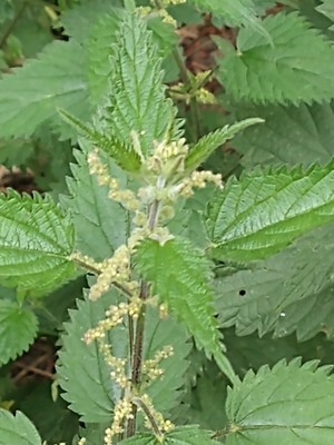 photo of Common Nettle
