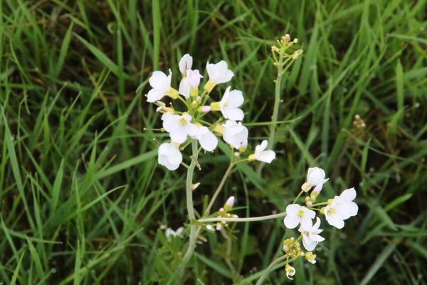 photo of Cuckoo Flower