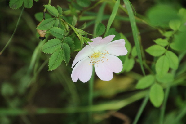 photo of Common Dog Rose