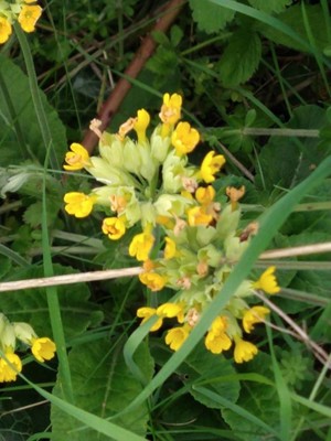photo of Cowslip