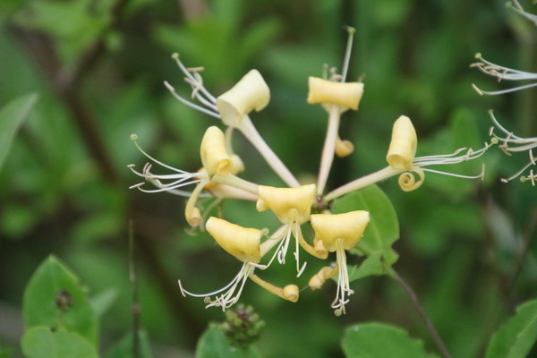 photo of Honeysuckle