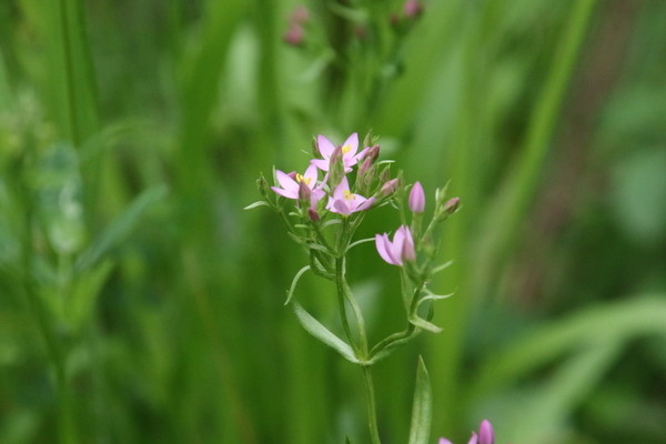 photo of Common Centaury