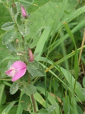 photo of Spiny Restharrow