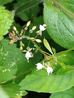 photo of Enchanter's Nightshade
