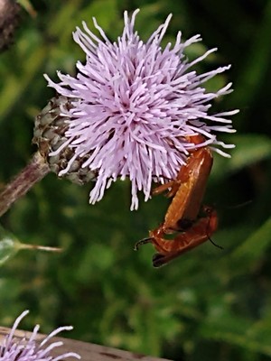 photo of Creeping Thistle