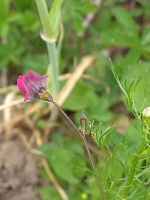 photo of Red Vetchling