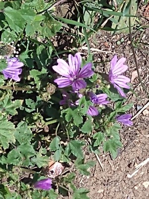 photo of Common Mallow