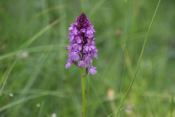 photo of Pyramidal Orchid