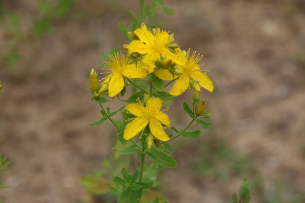 photo of Perforate St. John's Wort