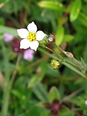 photo of Fairy Flax