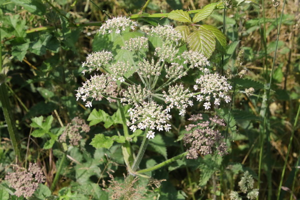 photo of Hogweed