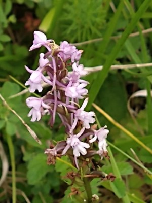 photo of Chalk Fragrant Orchid