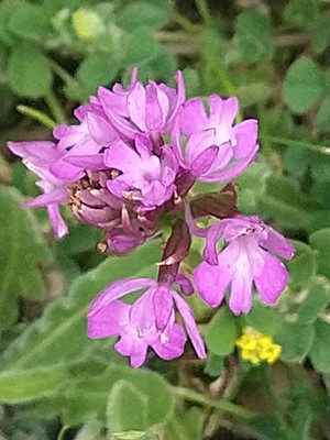 photo of Pyramidal Orchid
