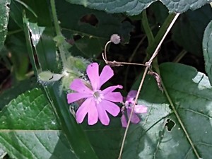 photo of Red Campion