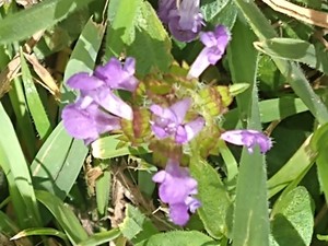 photo of Selfheal