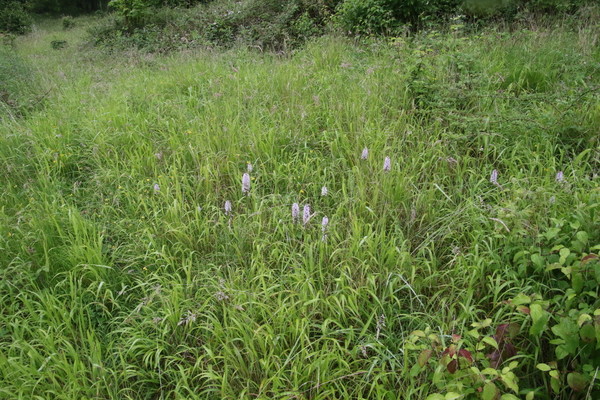 photo of Common Spotted Orchid