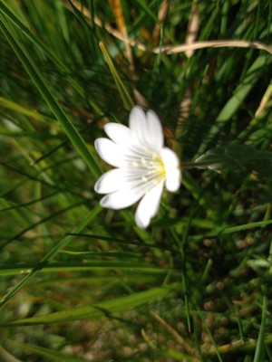 photo of Creeping Sandwort