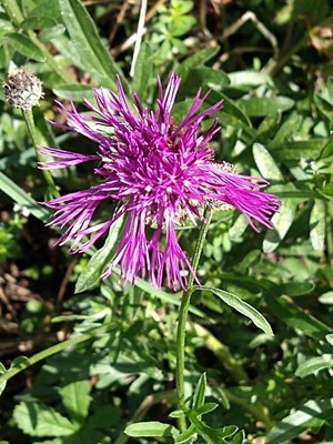 photo of Greater Knapweed