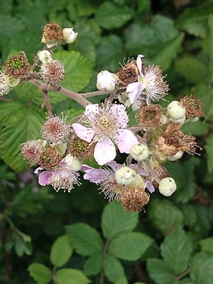 photo of Elm Leaved Bramble