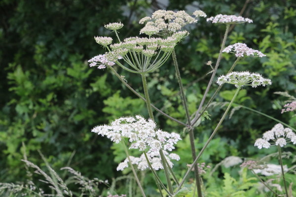 photo of Hogweed