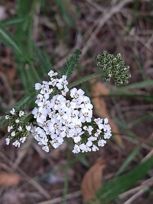 photo of Yarrow