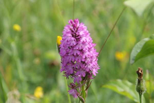 photo of Pyramidal Orchid