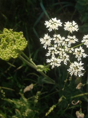 photo of Hogweed