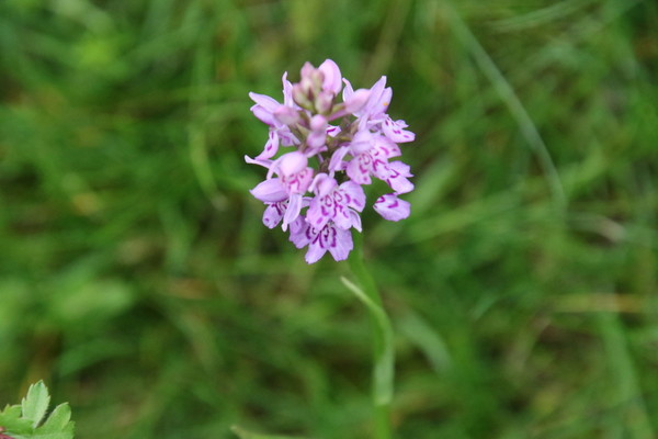 photo of Common Spotted Orchid