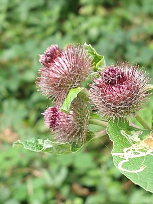 photo of Lesser Burdock
