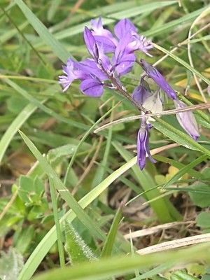 photo of Common Milkwort
