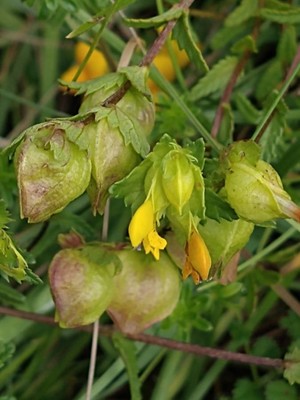 photo of Yellow Rattle