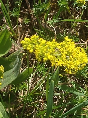 photo of Lady's Bedstraw